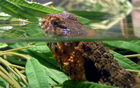 Ấn nấp dưới mặt nước là một chiến thuật săn mồi tương tự cá sấu